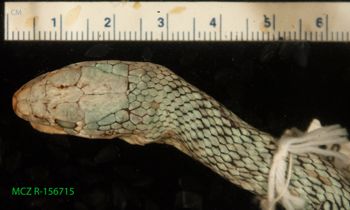 Media type: image;   Herpetology R-156715 Description: Specimen photo;  Aspect: head dorsal